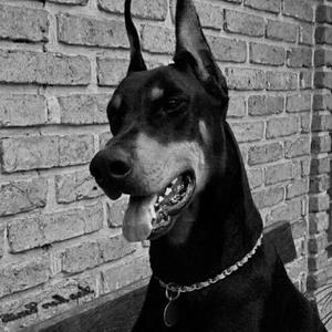 Doberman (Explicit)