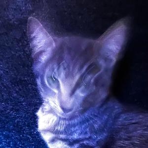 Vermillion Veins (feat. Kou_dude)