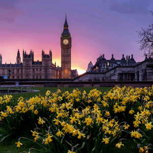 hellebore (night city)