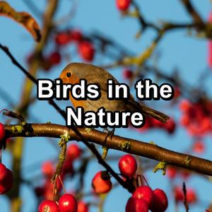 Birds in the Nature