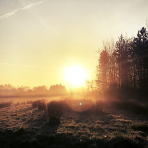 Dawn Chorus from My Bedroom Window