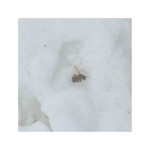 Bee in the Snow