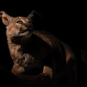 Caracal