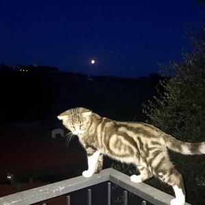 andre is gone - slowcore x dazai (Explicit)