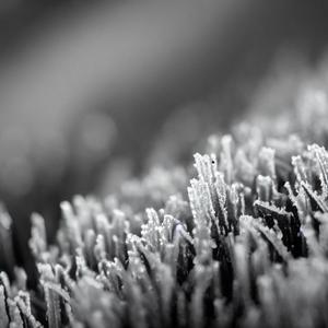 Frost