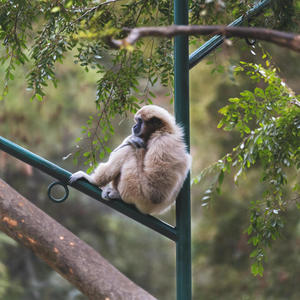 Llamado Gibbon Riser