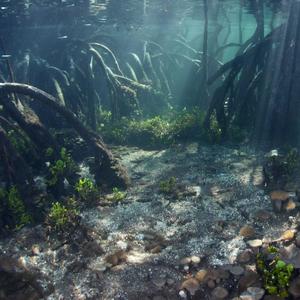 Mangroves and crystal caves