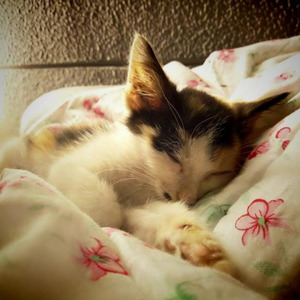 邓丽君 - 甜蜜蜜 (大祁祁先生remix)