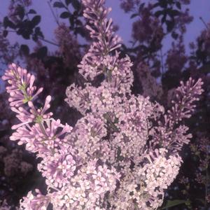 Dead End (feat. Lex Duke) (Purple Version)