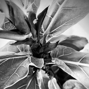 Fiddle Leaf Fig