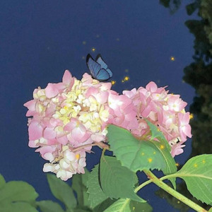 山茶花读不懂白玫瑰