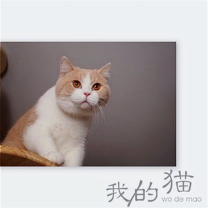 我的猫