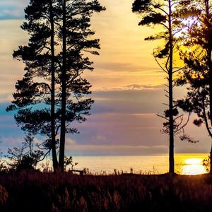 Seaside Forest