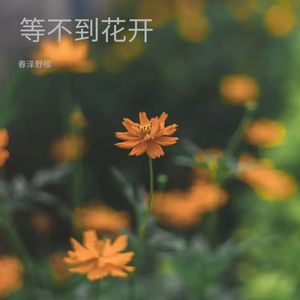 等不到花开