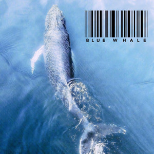 Blue Whale（蓝鲸）