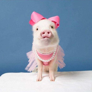 猪猪侠 (超可爱版)