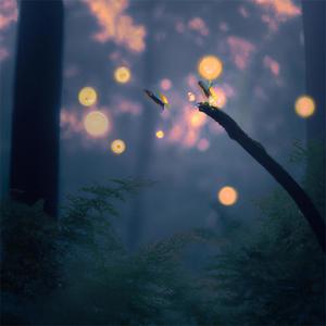 Romance Of The Fireflies