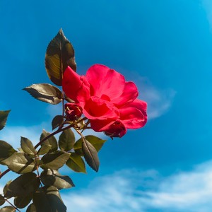 miss you. (2025 Remastered Version)