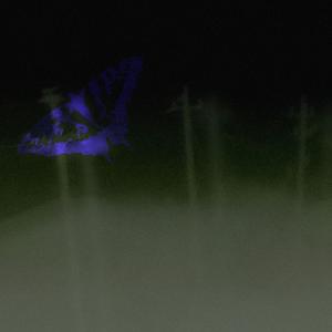 can't feel my own blood (springlocked) (Explicit)