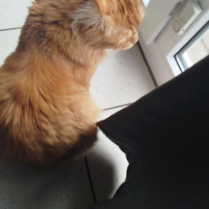 Ich mag dich über alles rap