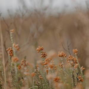 whispers in the breeze