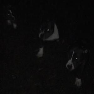 hollowpoint (feat. deathtosno) (Explicit)