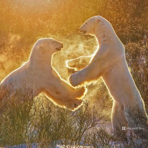 茯苓家的CC - 小宇 (Demo)