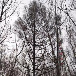 寂寞的心 寂寞的我