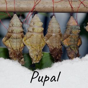 Pupal