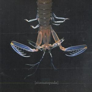 Stomatopoda (Explicit)