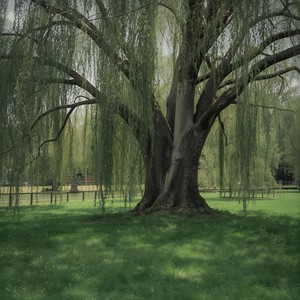 Beneath the Willow Tree