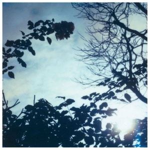 Tree Shadow