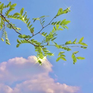 城里的月光-一只小狐狸