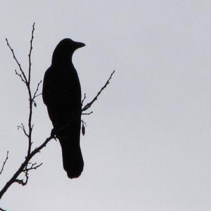 Winter Crow