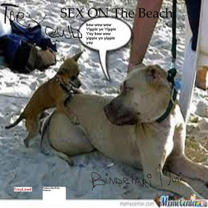 Sex on the Beach (Explicit)