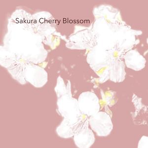 Sakura Cherry Blossom