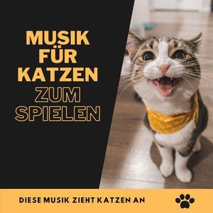 Musik für Katzen zum Spielen: Diese Musik zieht Katzen an