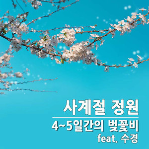 4~5일간의 벚꽃비