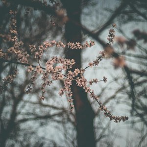 启蛰