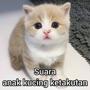 Suara Anak Kucing Ketakutan