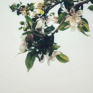 Ivelisse (feat. Chio)