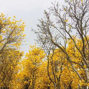 斯琴高丽的伤心