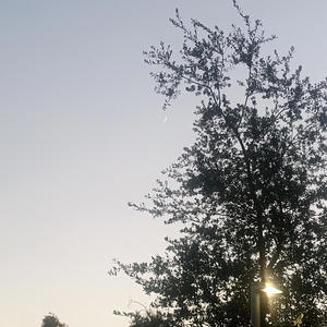 P.H.D (inspired|Explicit)