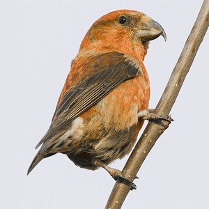 Законы Просты (Lu & Пименов edit|Explicit)