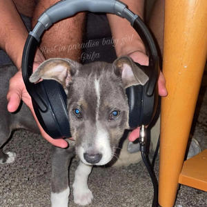 Family Over Everthing (R.I.P Koa) (Explicit)