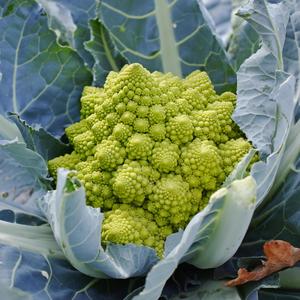 Romanesco (feat. Asra3)