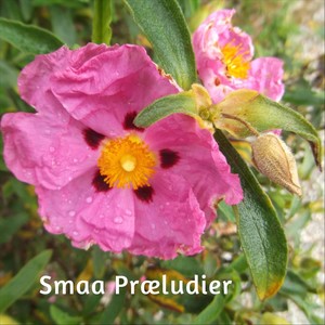 Smaa Præludier, Op. 51: 22, 11