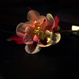 Heart-Shaped Box(Tarpit Trap)