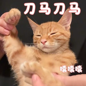 刀马刀马(囔囔囔)