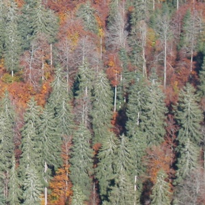 No Need To Hide (Mount)